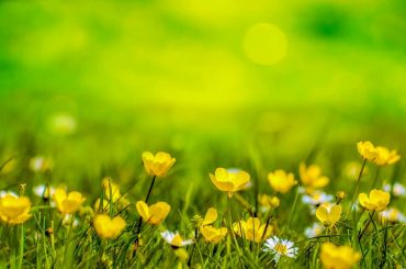 Alternatives To A Grass Lawn In Your Garden