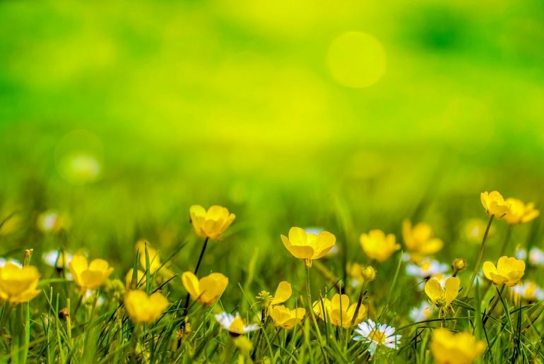 Alternatives To A Grass Lawn In Your Garden