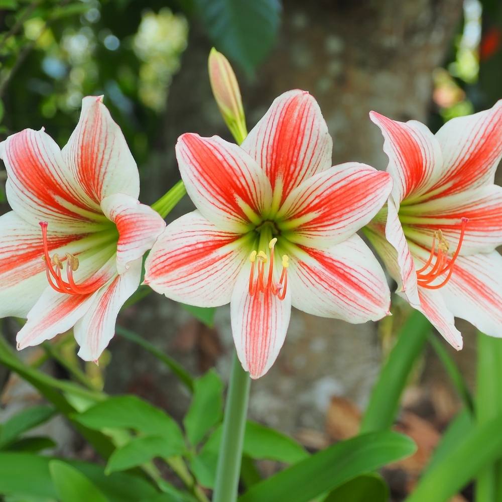 Amaryllis