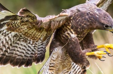 Amazing British Birds of Prey To Spot In The Wild