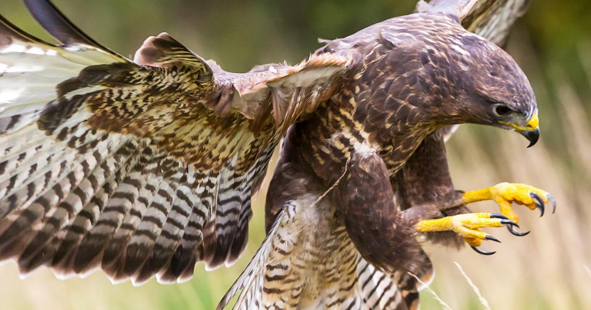 Amazing British Birds of Prey To Spot In The Wild