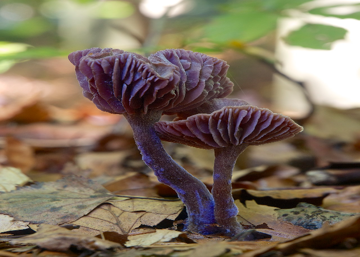 Amethyst Deceiver