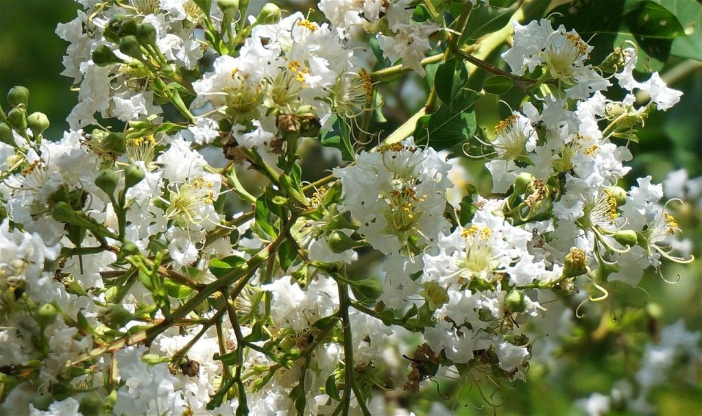 An Ideal Place to Grow Crepe Myrtle