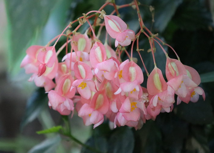 Angel Wing Begonia 