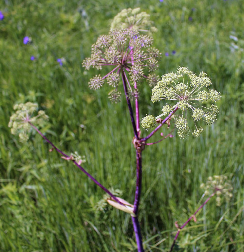 Angelica-Atropurpurea