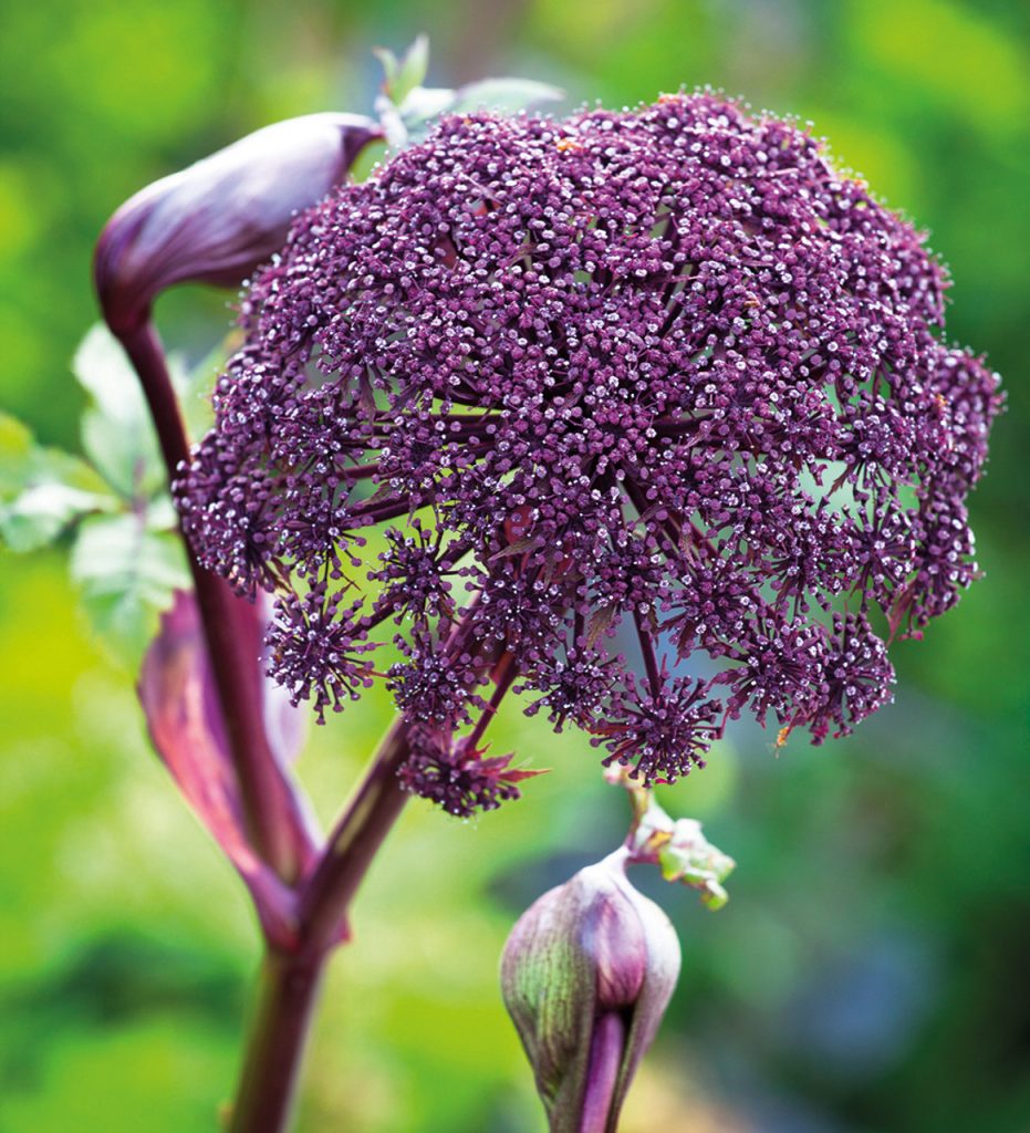 Angelica-Gigas