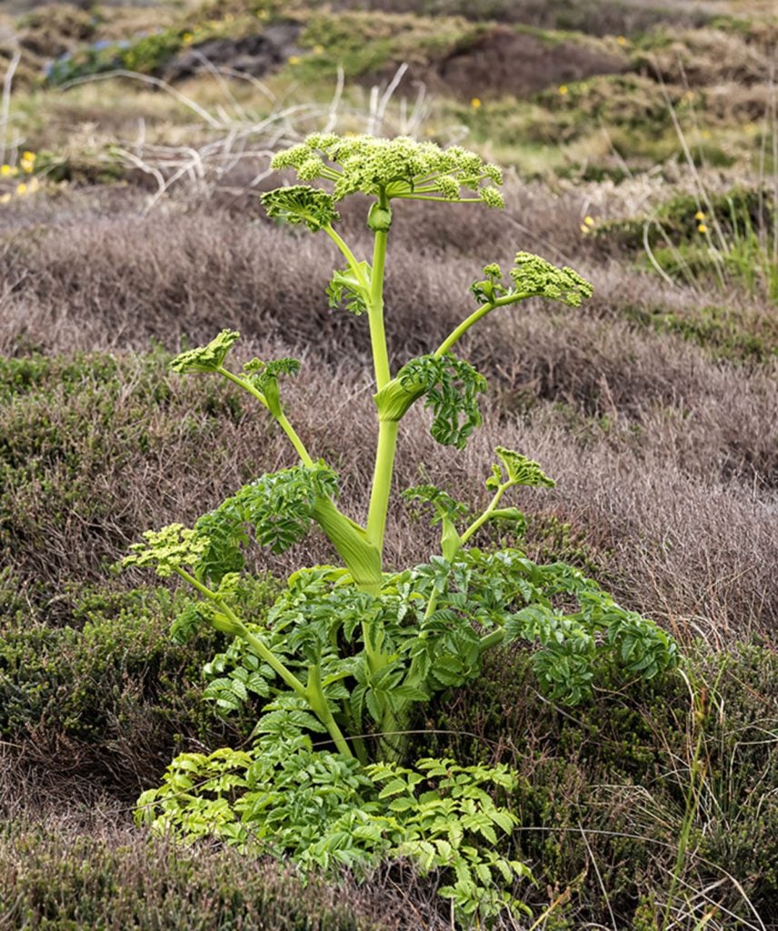 Angelica-Pachycarpa