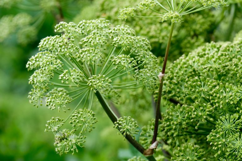 Angelica Plant Care & Growing Tips