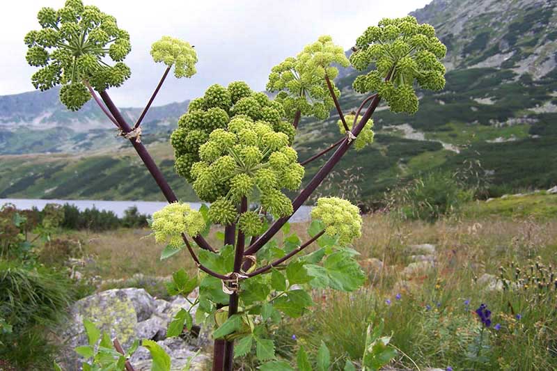 Angelica