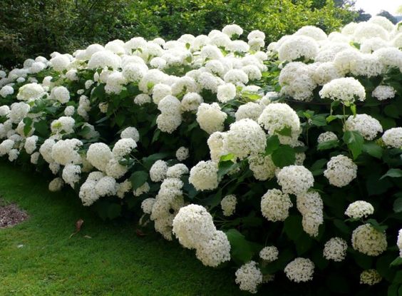 Annabelle Hydrangea