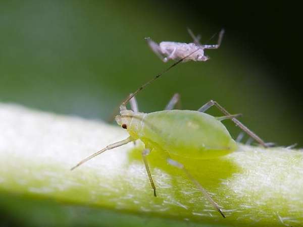 Aphids