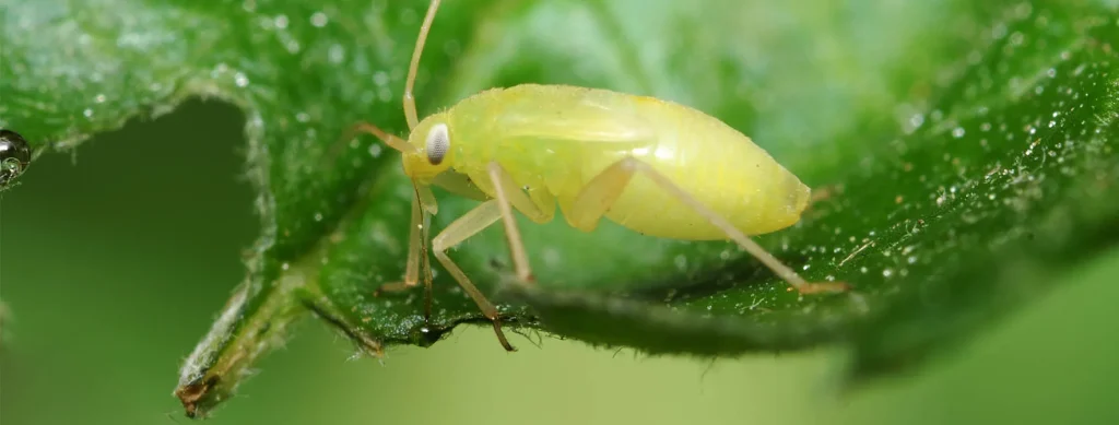 Aphids