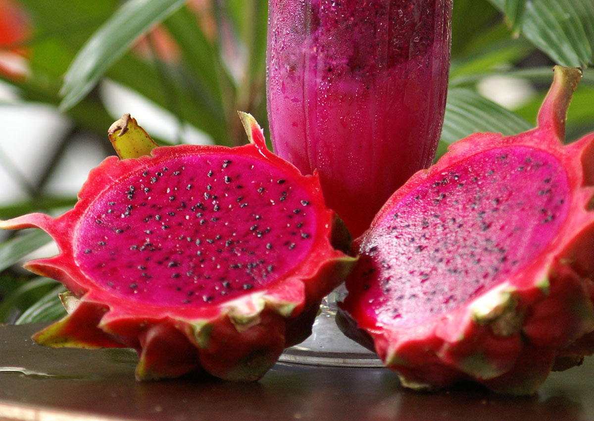 Appearance of Dragon Fruit