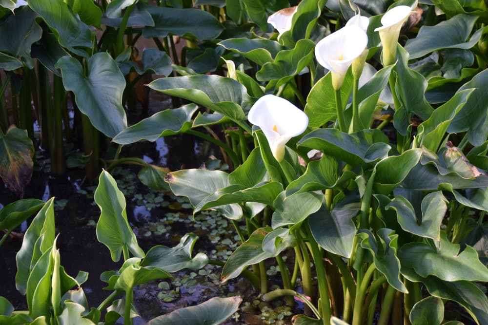 Appropriate Growing Conditions for Arum Lily