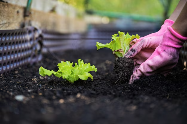 MONTH BY MONTH VEGETABLE PLANTING GUIDE UK visual data 8