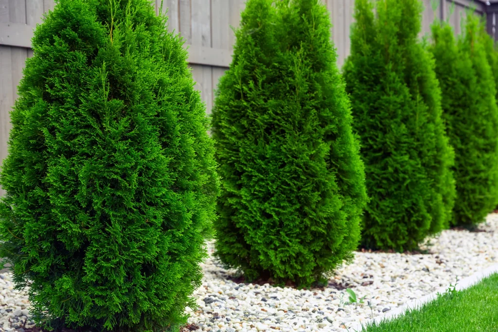 Arborvitae - Thuja Plant