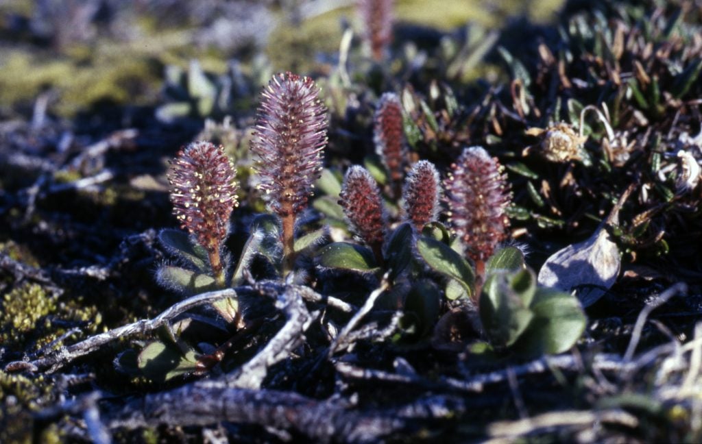 Arctic Willow