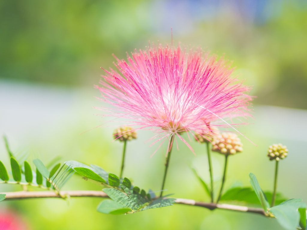  Are Any Parts of Mimosa Trees Toxic