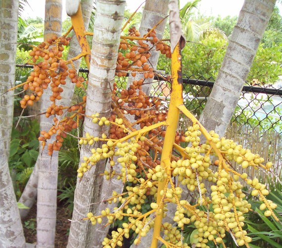 Areca Palm plants
