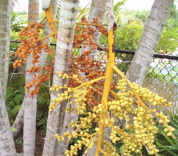 Areca Palm plants