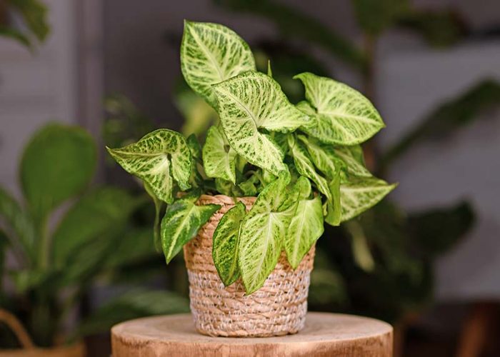 Arrowhead Plant