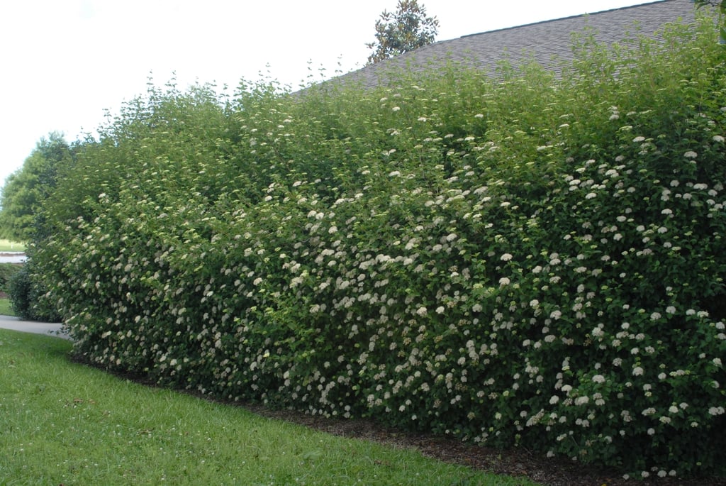 Arrowwood Viburnum