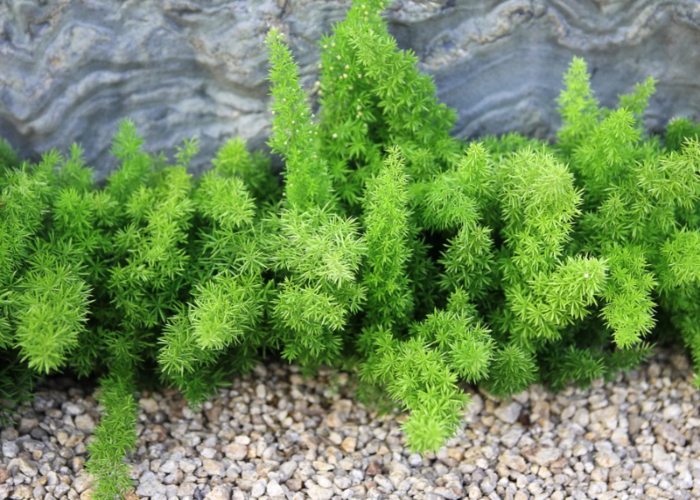 Asparagus Fern