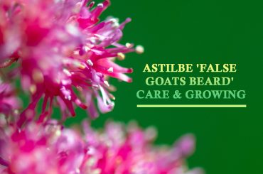 Astilbe 'False Goats Beard' Care & Growing