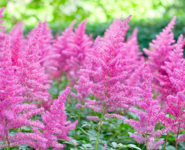 Astilbe