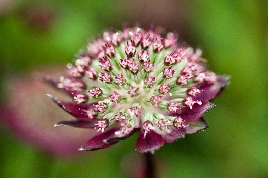 Astrantia Bloody Mary