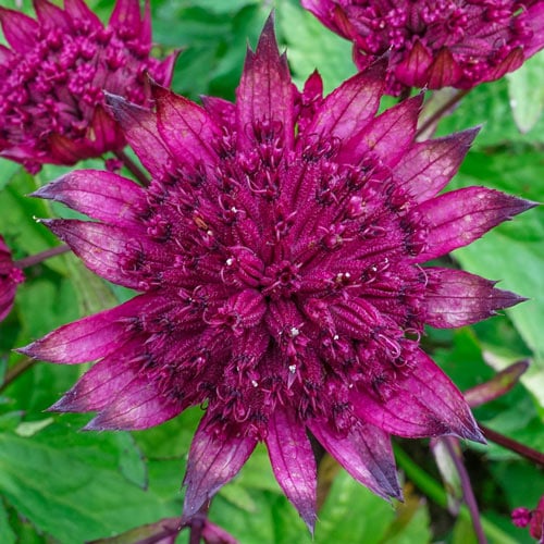 Astrantia Major Burgundy Manor