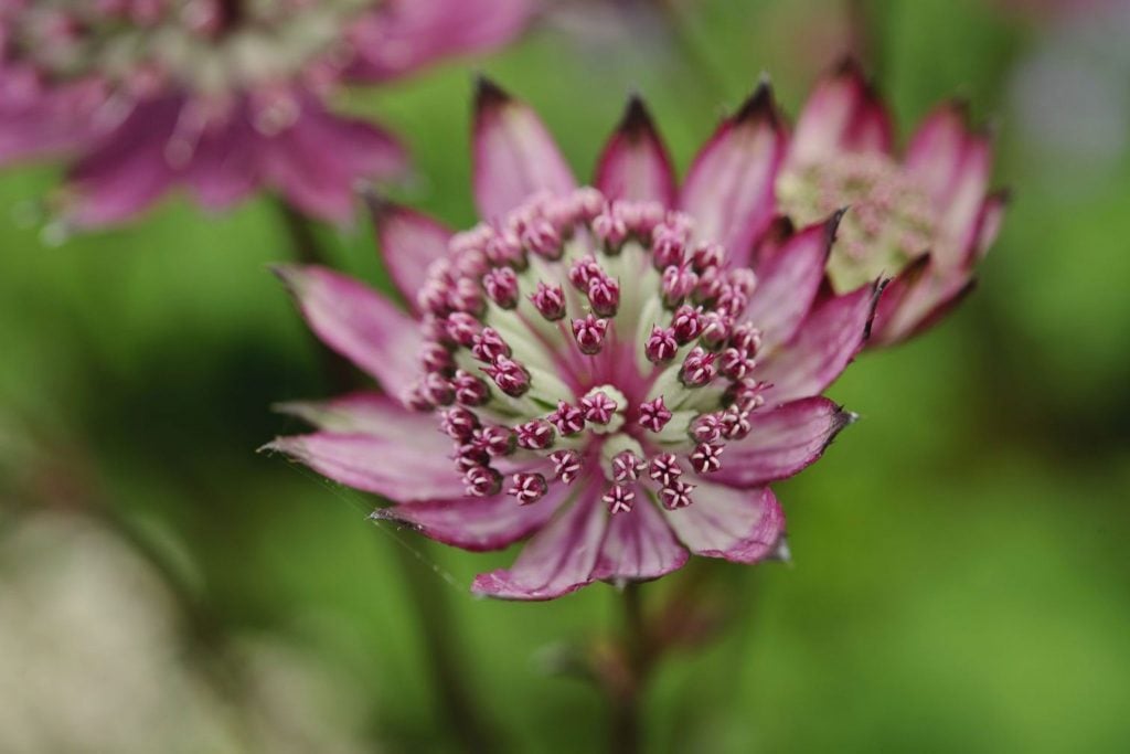 Astrantia Major ‘Burgundy Manor’