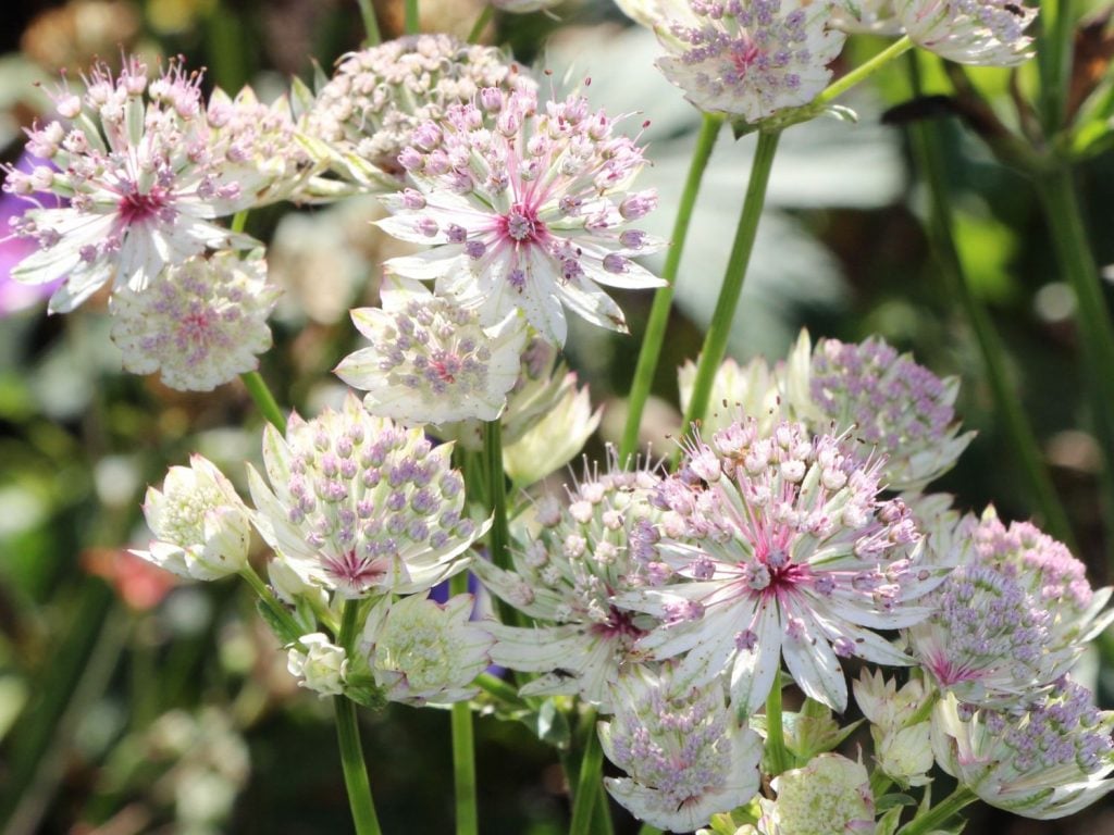 Astrantia Sunningdale Variegated