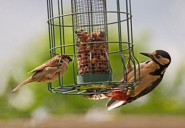 Attract Birds by Water