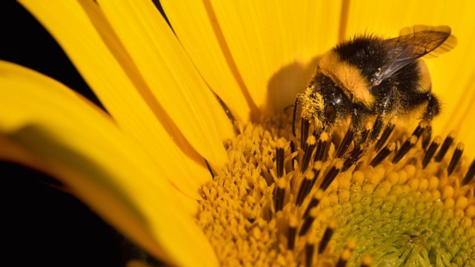 Attracting Pollinators