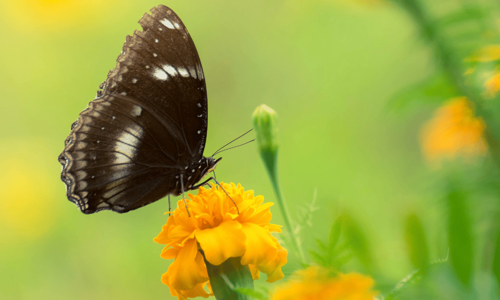Attracting a Variety of Pollinators Into Your Garden Spaces