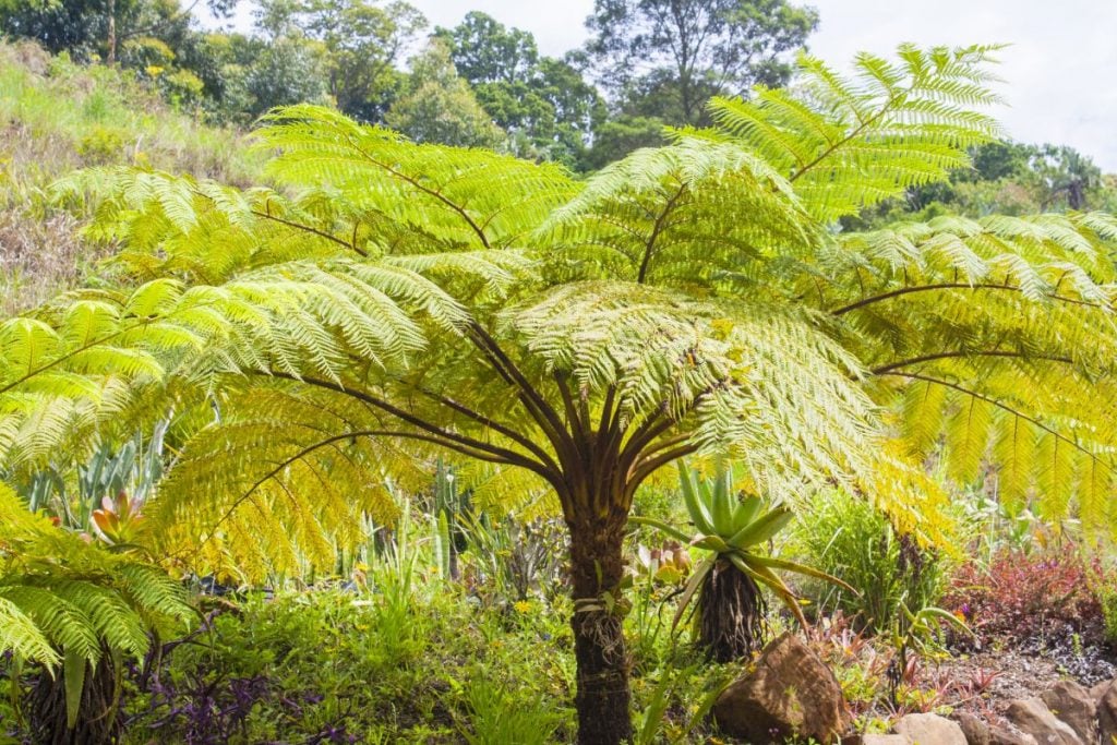 Australian Tree Fern