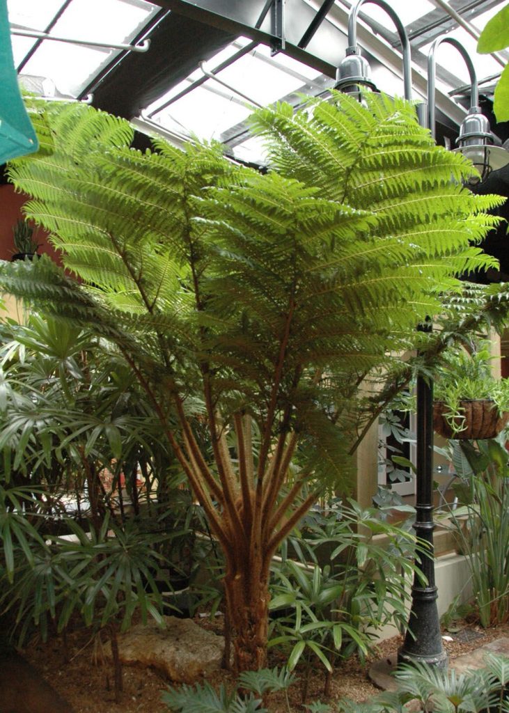 25 Different Types of Fern to Grow in the UK The Arches