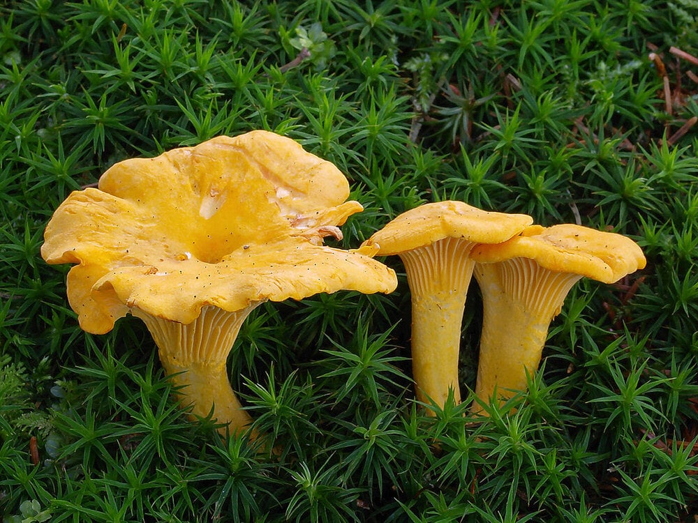 Autumn Chanterelle