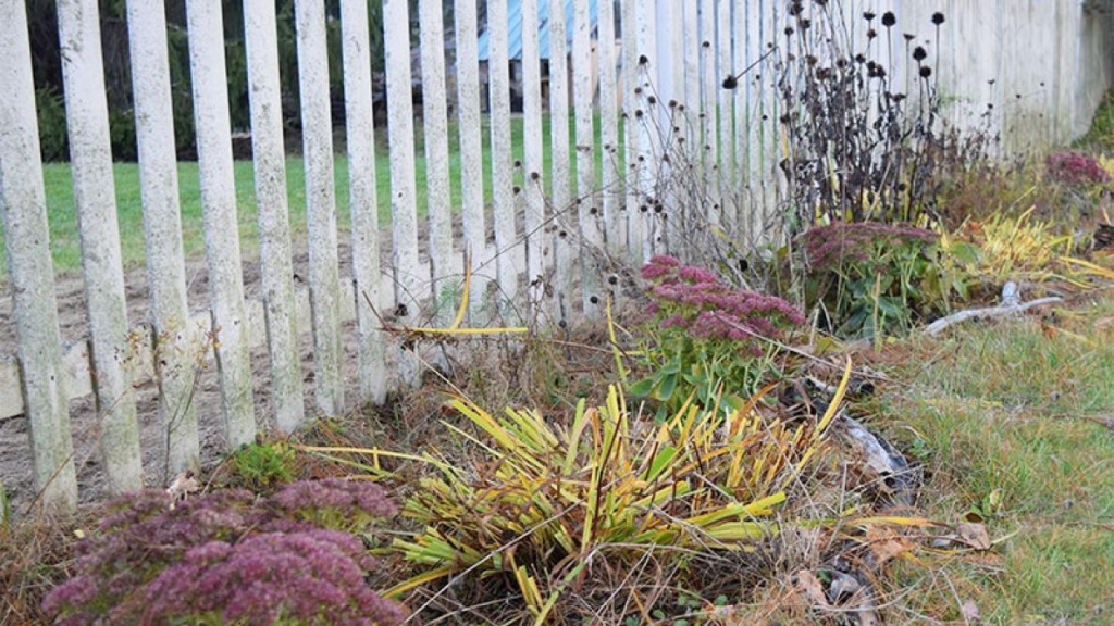 Autumn - Cutting Back After the First Frost