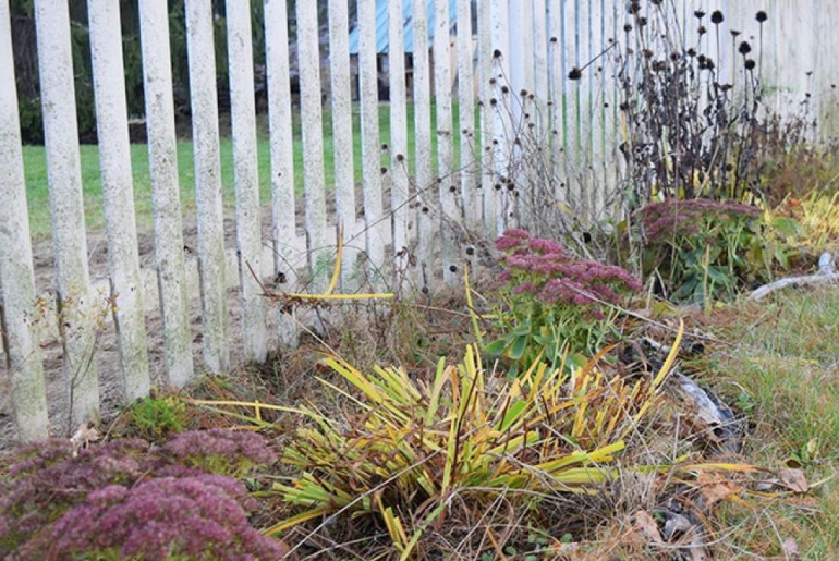 When to Cut Back Phlox? (Pruning Phlox in 4 Easy Steps) TheArches