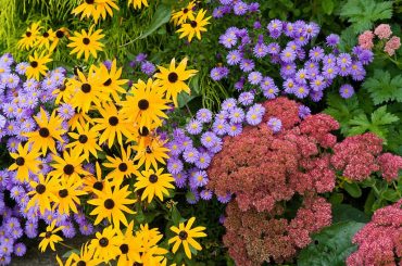 Autumn-Flowering Perennial Plants For Late Blooms