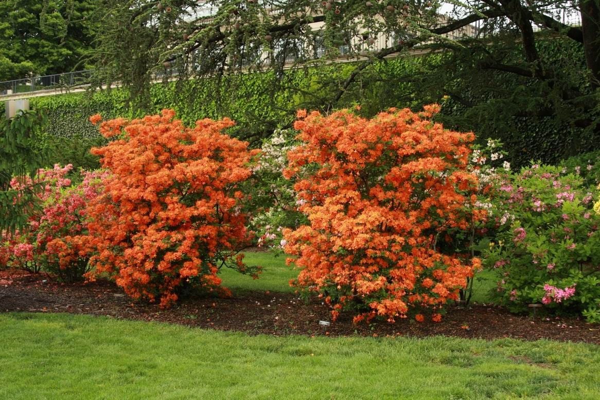 Azalea Orange Shrubs