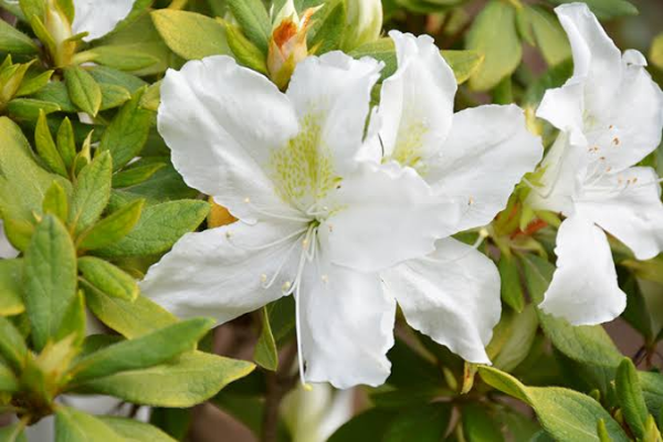 Azaleas (1)