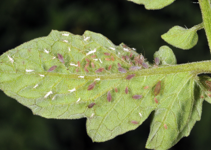 Aphids