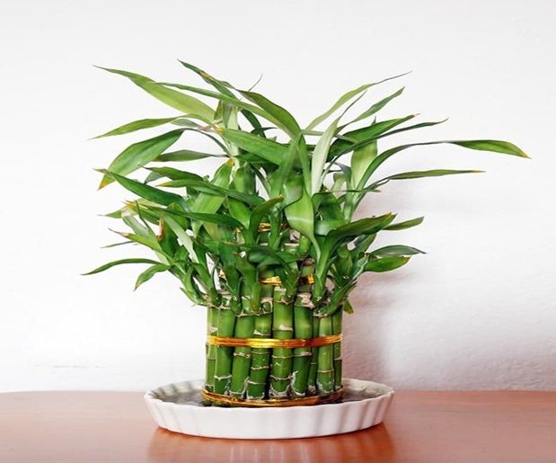 Bamboo Care- How to Grow Tips in the UK