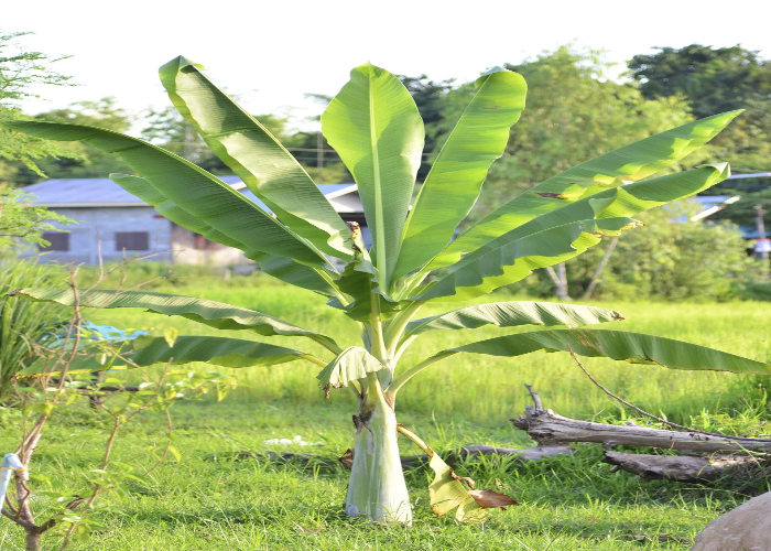 Banana