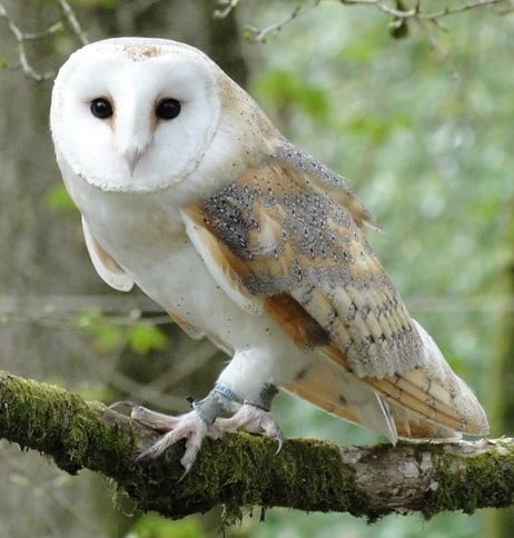 Barn Owl