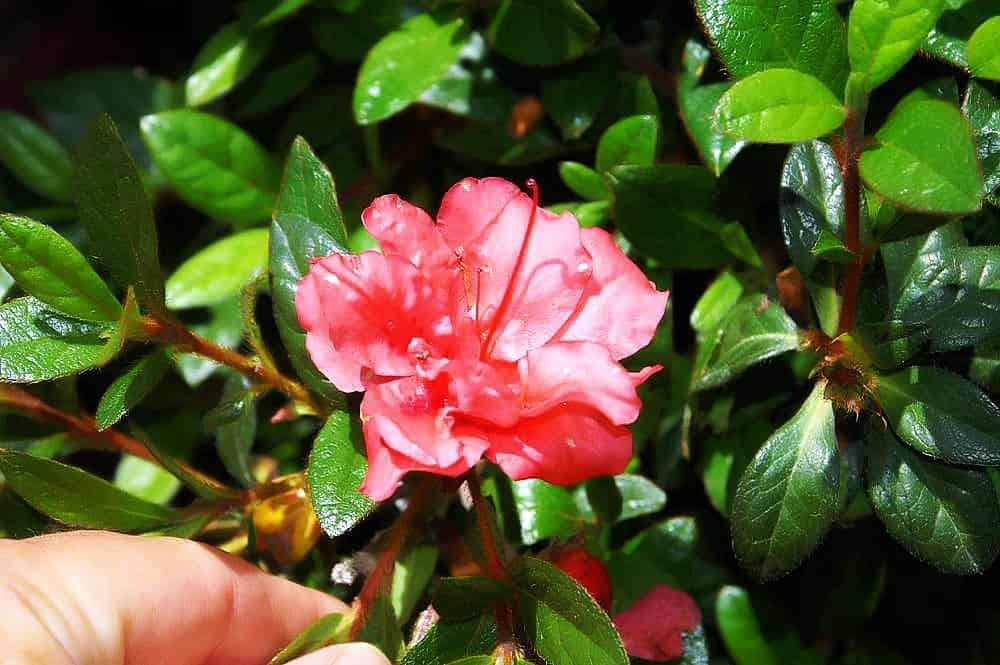 Basic Care for Azaleas to Grow