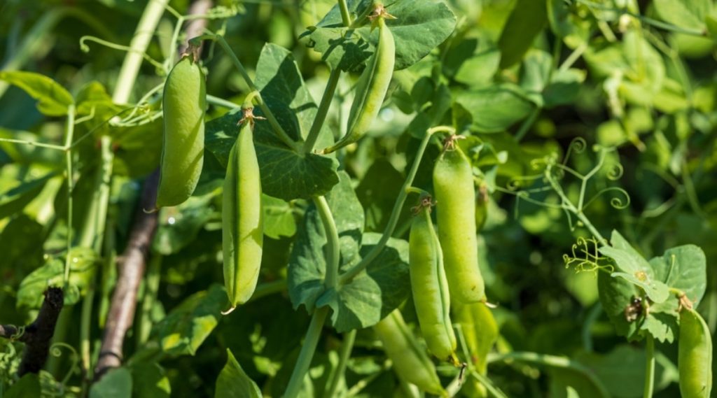 Basic Details About Garden Peas